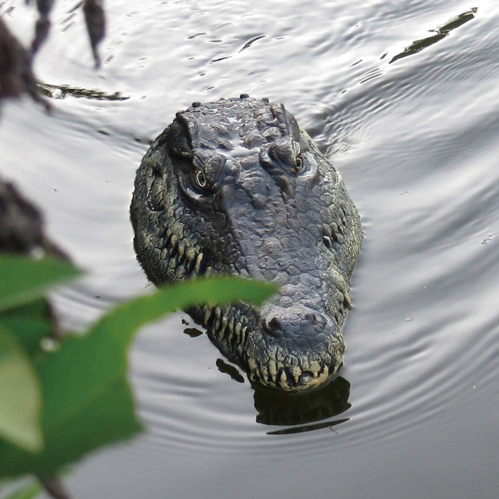 Remote Control Alligator Head - #2025 RC Alligator